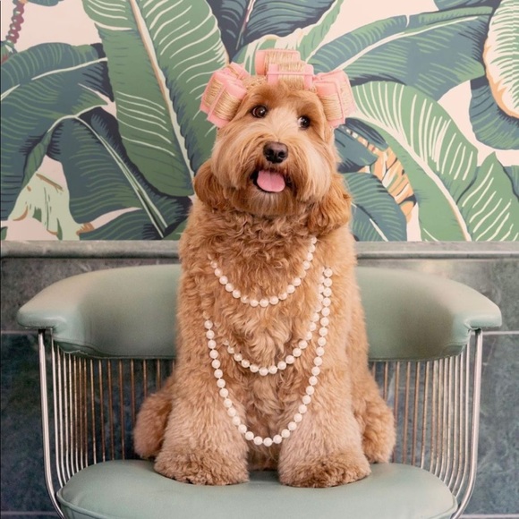 Meet your Posher, Danielle - Picture 1 of 1